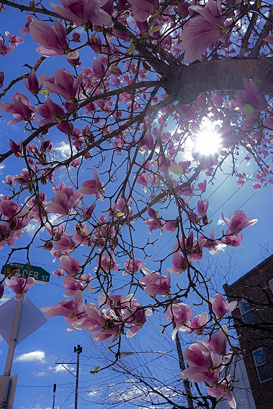 Magnolia  in sunny day